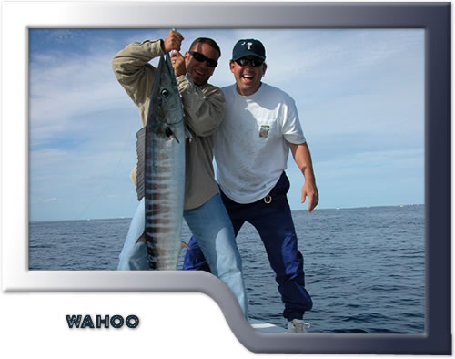 wahoo