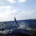 florida keys sailfish fishing