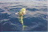 deep sea fishing