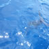 florida marlin