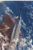 florida sailfish fishing