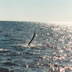 sailfish jumping